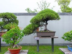 -盆景园(扬州大运河文化旅游度假区)