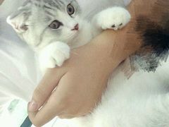 -喵的天空名猫咖啡馆·撸猫·猫舍·用品