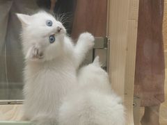 -屋虎猫馆(宝安大仟里店)