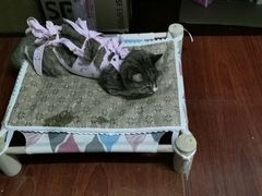 -瑞派·关忠动物医院·猫专科·犬专科(三环新城店)