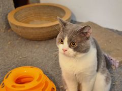 -佳雯宠物医院(四明中路分院)