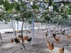 -马陆小张葡萄园农家乐