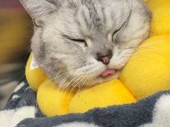 -美联众合动物医院·24h转诊中心