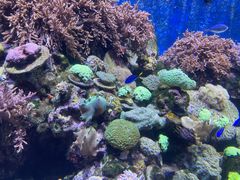 -珠海长隆海洋王国