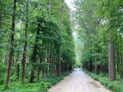 -渡海小渔村.老辈日照菜