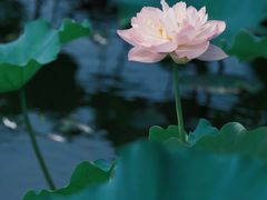 -荷塘月色湿地公园·向阳花洲