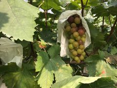 -马陆小张葡萄园农家乐