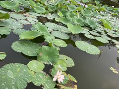 -惠州西湖丰渚园