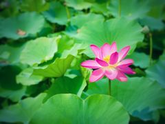 -野鸭湖国家湿地公园