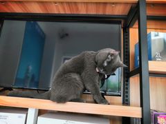 -有宠宠物(YOUCOIN·未来店)