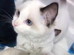 -喵的天空名猫咖啡馆·撸猫·猫舍·用品