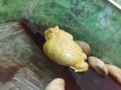 -上海大自然野生昆虫馆(东方明珠·爬宠昆虫探索中心)