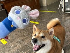 -宠爱国际动物医院·消化内科·心肾内科·ISFM猫友好(望京店)