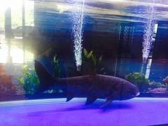 -河源万绿湖美思威尔顿酒店
