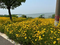 -莲花岛景区