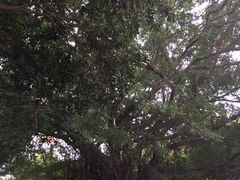 古树-厦门大学(思明校区)