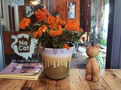-No Cat 手碟