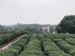 -中国茶叶博物馆(双峰馆区)
