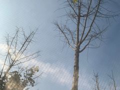 -洋湖国家湿地公园