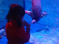 -芜湖新华联大白鲸海洋公园