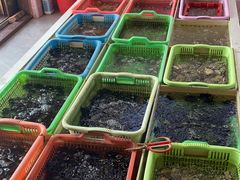 -海胆公主南澳岛美食海鲜