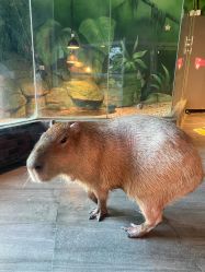 -未来动物城主题公园(正弘城店)