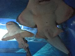 -暹罗海洋世界