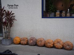 -三里屯东五街银杏大道