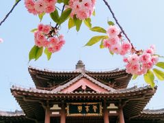 -西安青龙寺遗址景区