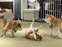 -逗柴咖啡屋·狗咖猫咖宠物桌游