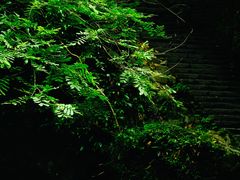 -石台牯牛降景区