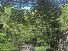 -野象谷景区