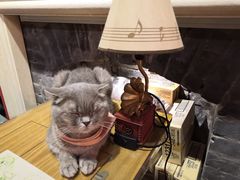 -猫色咖啡·猫咖