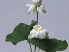 -莫愁湖公园
