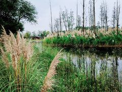 -白鹭湾湿地公园