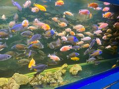 -沙沙哗啦海洋馆(华宇百花谷店)