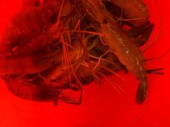 -会江钓鱼钓虾烧烤场