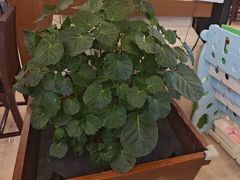 -北京烤鸭 ·儿童菜 ·采风阁家常菜餐厅(亚龙湾天域酒店)