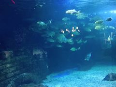 -烟台海昌鲸鲨海洋公园