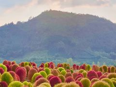 -径山花海