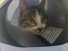 -瑞派伍一宠物医院·眼科·骨科·猫科转诊中心(马王堆院)