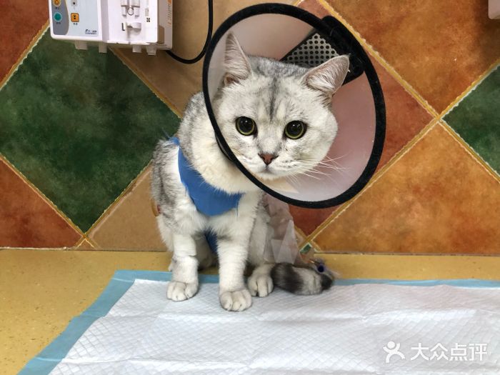 北京佳信宠物医院图片
