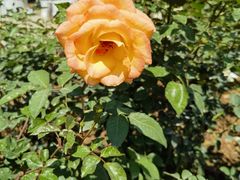 -人民公园(罗湖区)