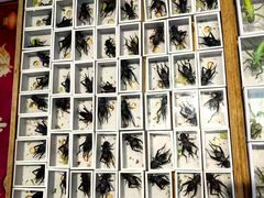 -中环花鸟鱼虫市场