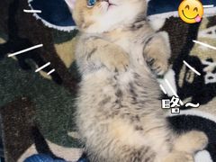 -momokira米努特·德文卷毛猫·棉花面纱犬
