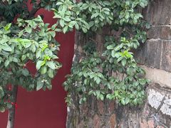 -长春观