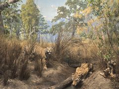 -美国自然历史博物馆