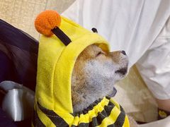 -逗柴咖啡屋·狗咖猫咖宠物桌游