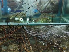 -班赞海鲜市场