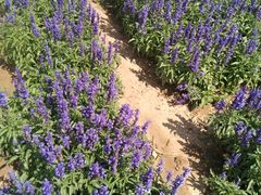 -赛汗塔拉风情园